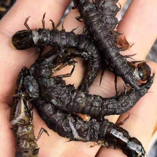 蜈蚣  水蜈 蚣，长期供应