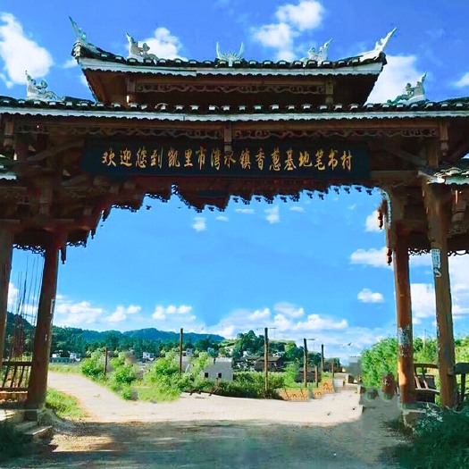 凯里市香葱 含钙、铁、锌等微量元素以及膳食纤维、胡萝卜素、维生素A、C等