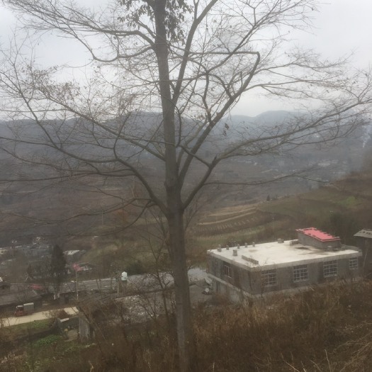 赫章县滇朴 