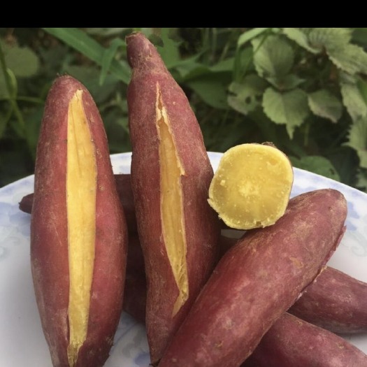 新沂市 黄心红薯 红薯