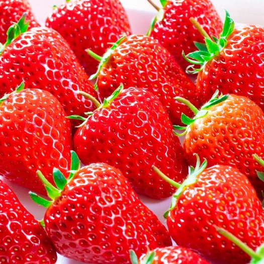草莓新鲜采摘农家酸甜商用烘焙奶茶草莓非蒙特瑞草莓水果