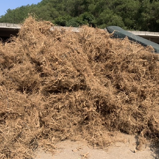 钦州牛奶树根 白花牛奶根—黄阳明