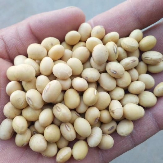 青岛黄大豆 美国大豆加豆乌克兰阿根廷豆等
