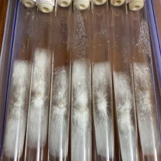 新宾县榆黄蘑菌种