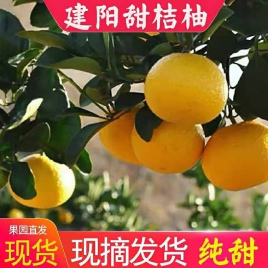 平和县桔柚  纯甜汁多