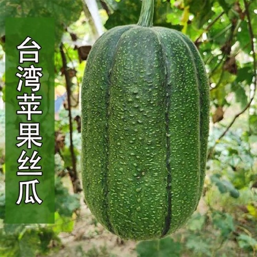 苹果丝瓜种子 迷你小丝瓜苹果丝瓜籽蔬菜种子春秋播菜籽