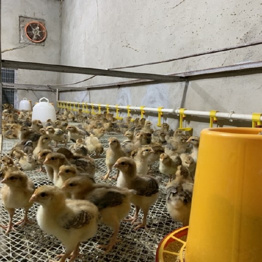 汉中脱温鸡苗  精品脱温苗，品种麻六，疫苗齐全，欢迎各位老板下单订购。