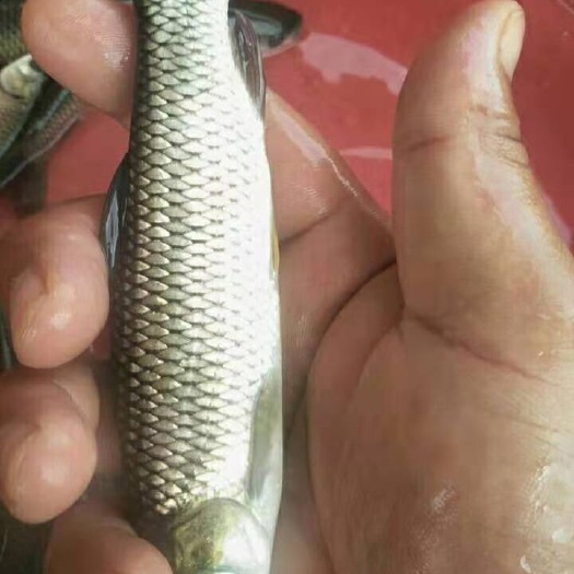草鱼，草鱼苗