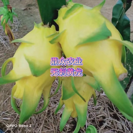 遂溪县无刺黄龙火龙果苗