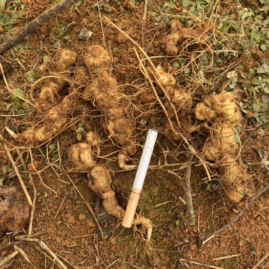 崇阳县倒苗黄精苗多花姜型倒苗黄精种苗