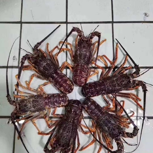 晋江市澳洲龙虾 红龙，澳龙，花龙