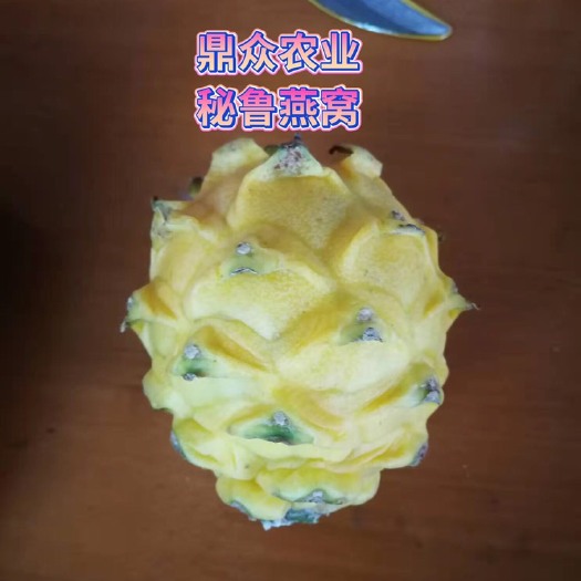 遂溪县燕窝火龙果苗  秘鲁黄皮燕窝苗