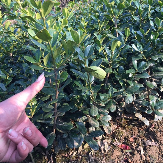 长沙无刺枸骨 无刺构骨小苗  无刺构骨 红珍珠  珍珠红小苗