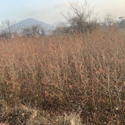 含山县枫香苗 农村自家种植