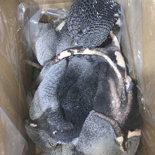 阳信县熟黑毛肚十成熟无沙粒