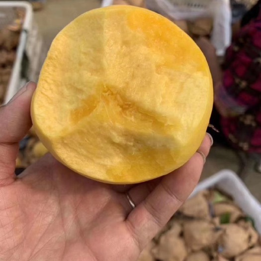 平邑县黄金蜜桃树苗南北方可种植桃子脆甜不软现挖现发包邮量大优惠