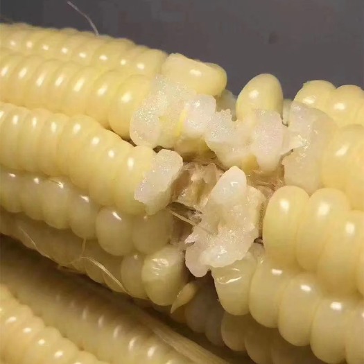 长春鲜玉米  甜糯玉米东北白粘苞米棒黏米非转基因新鲜香粗粮孕妇早餐10根真