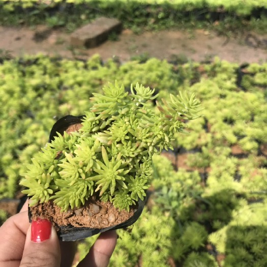 漳浦县佛甲草青叶，金叶，大量供应，产地直销，9*9的杯子