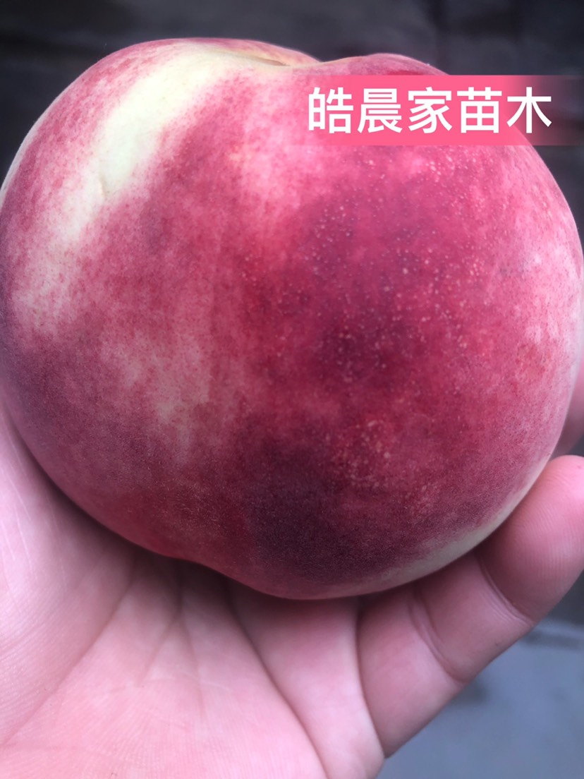 平邑县巨型冬桃苗 果子脆甜不软 甜度达到20以上包邮