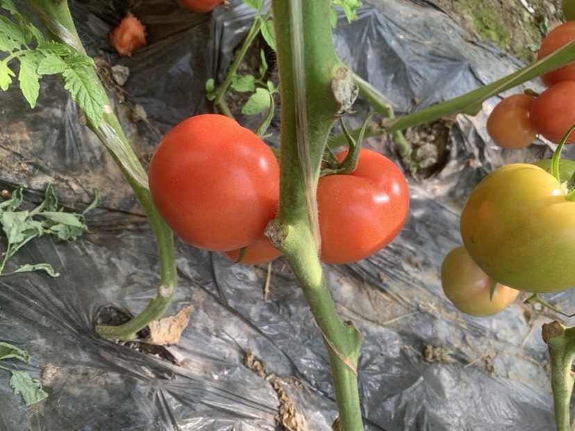 硬粉西紅柿  山東萬(wàn)畝西紅柿種植基地 大量上市