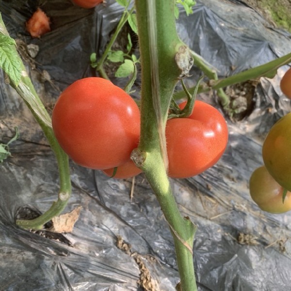 硬粉西红柿  山东万亩西红柿种植基地 大量上市