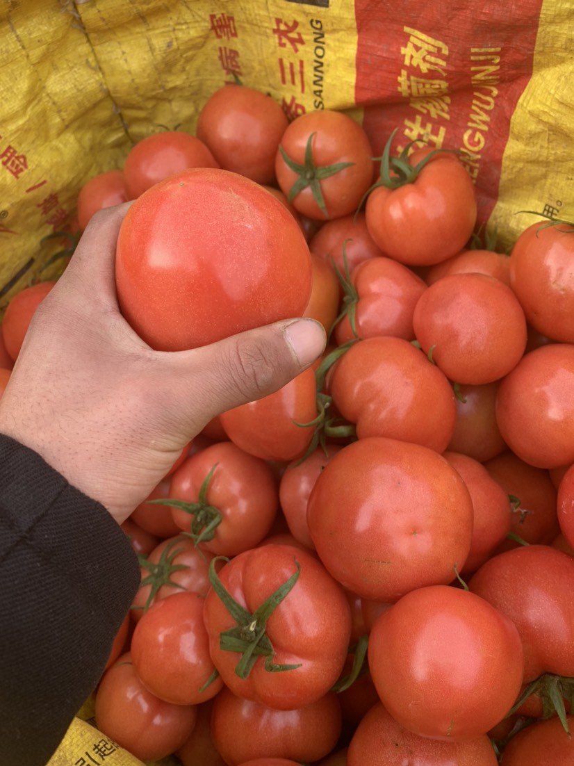 硬粉西紅柿  山東萬(wàn)畝西紅柿種植基地 大量上市