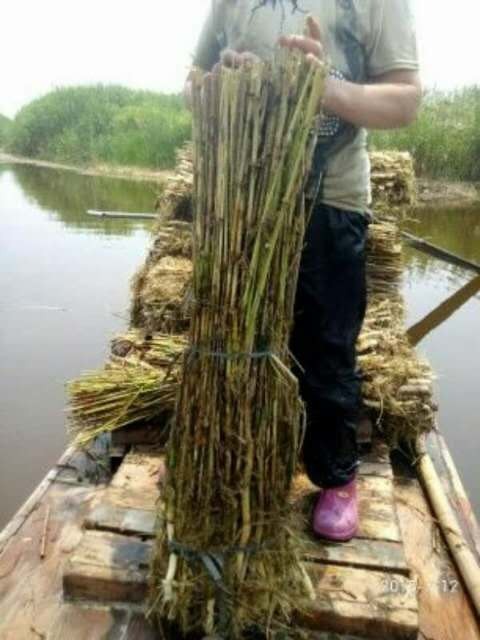 安新县芦苇 