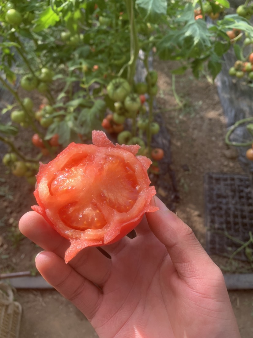 硬粉西紅柿  山東萬(wàn)畝西紅柿種植基地 大量上市