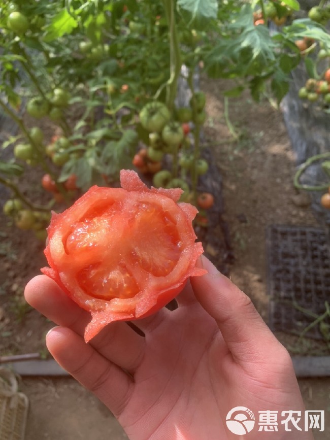 硬粉西红柿  山东万亩西红柿种植基地 大量上市