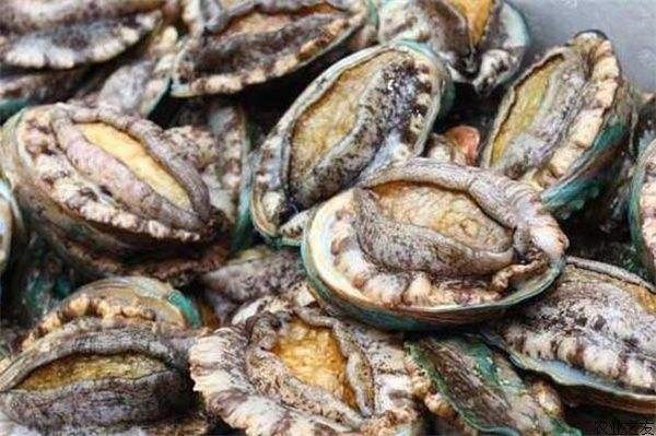 福州绿鲍  鲜活鲍鱼 餐饮直供 提供加工 包邮