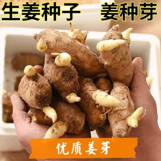 玉林姜种 老姜 大黄姜 小黄姜 带芽孢 直接种植 基地直供