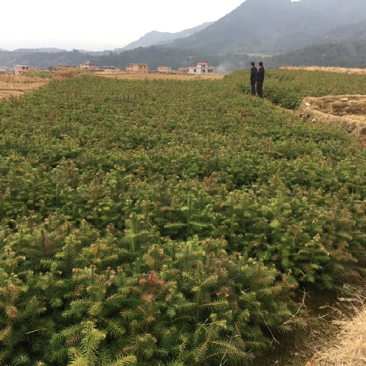 连山县杉木树苗 一级杉树苗、产地直销50-100高