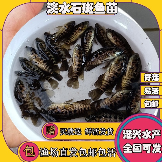 清远淡水石斑鱼苗 鲜活水产品全国包邮发货 淡水环境养殖￼