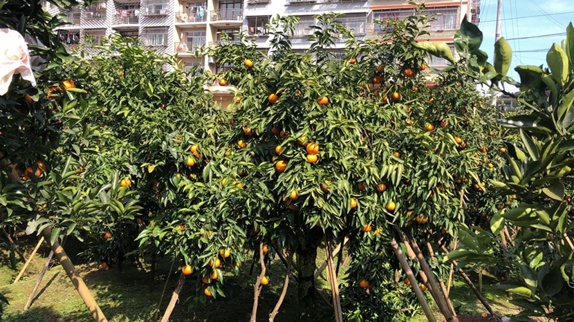 鲜果沃柑口感好水份足吃起脆