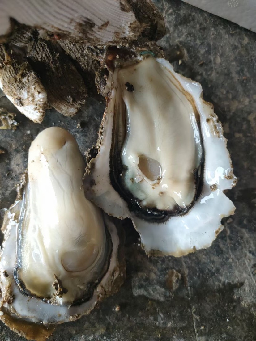 长牡蛎  湛江蚝批发零售 湛江 台山 珠海 阳江生蚝海蛎子海鲜牡蛎