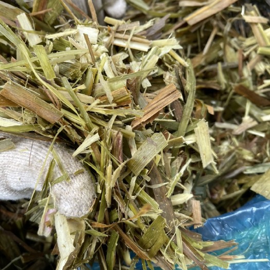南宁 青贮玉米杆、青贮蔗尾，甘蔗尾青贮、玉米青贮