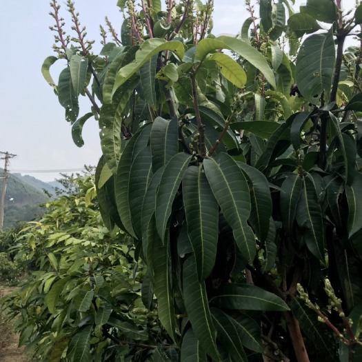 灵山县 大金煌金煌芒果苗嫁接树苗