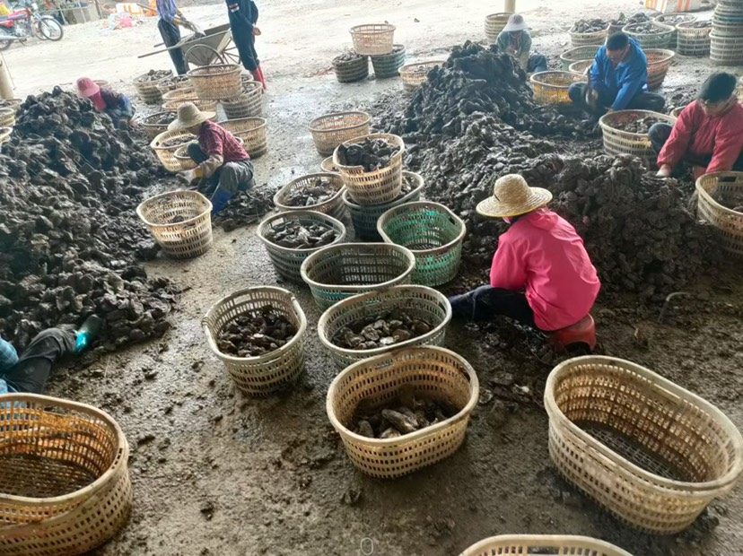 长牡蛎  湛江蚝批发零售 湛江 台山 珠海 阳江生蚝海蛎子海鲜牡蛎