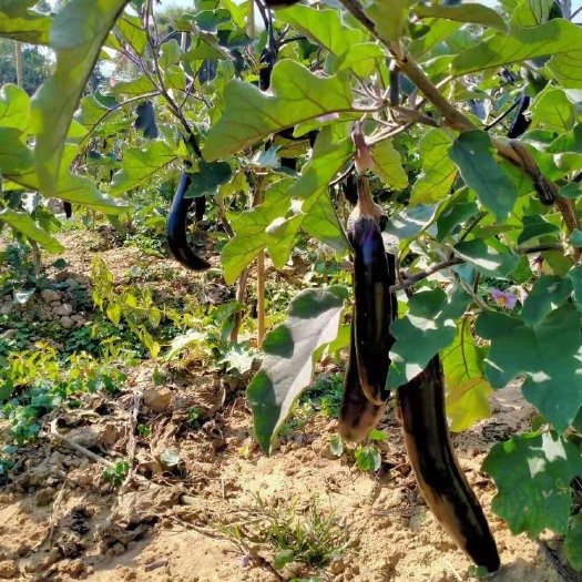 长沙紫长茄 大量茄子上市