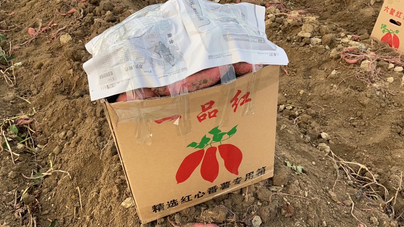  特靓济薯26，市场货，工厂货