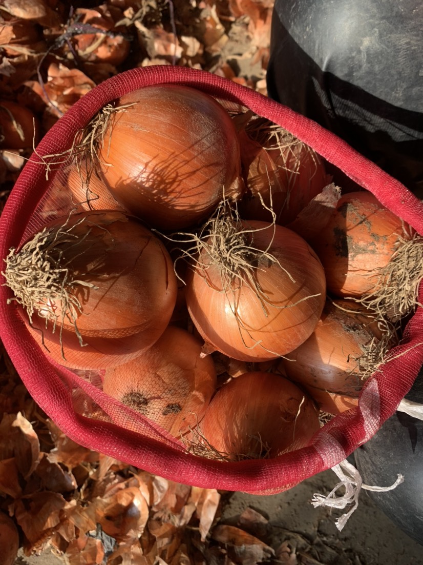 黄皮洋葱精品洋葱市场洋葱食品厂洋葱 食堂洋葱电商平台一手