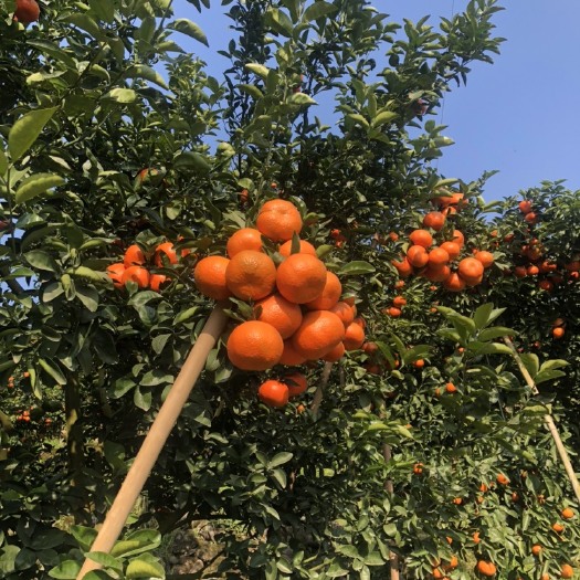 重庆市默科特  w莫科特口感好水份充足价格今年便宜