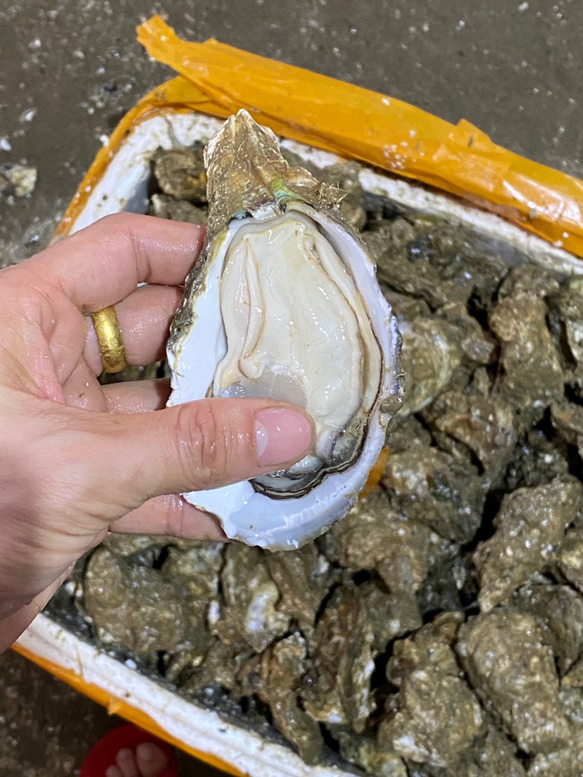 长牡蛎  湛江蚝批发零售 湛江 台山 珠海 阳江生蚝海蛎子海鲜牡蛎