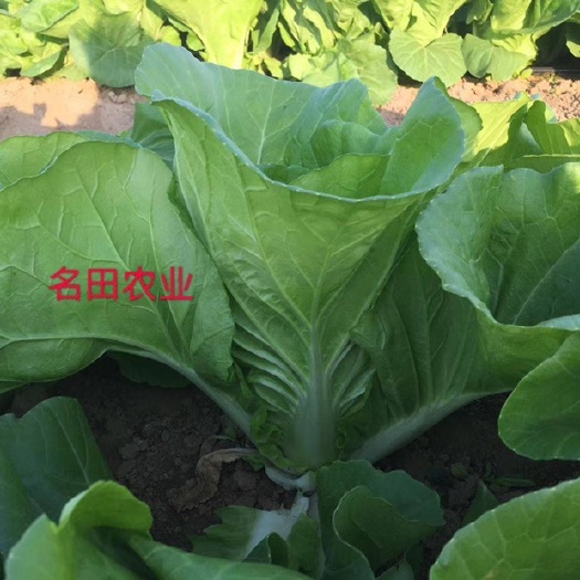 郑州早熟快菜小白菜种子，28天成熟 叶片厚口感好 全国大量可种值