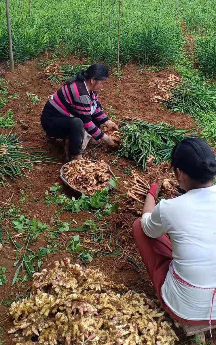 二黄姜大黄姜云南生姜老姜带土老姜产地直发