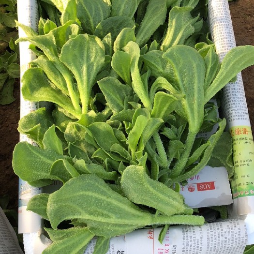 淄博日本冰草