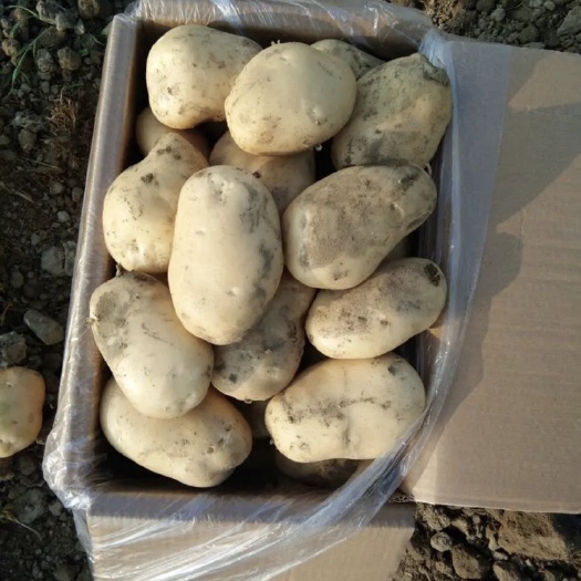 芒市丽薯6号  土豆丽署6号大量上市中云南德宏芒市