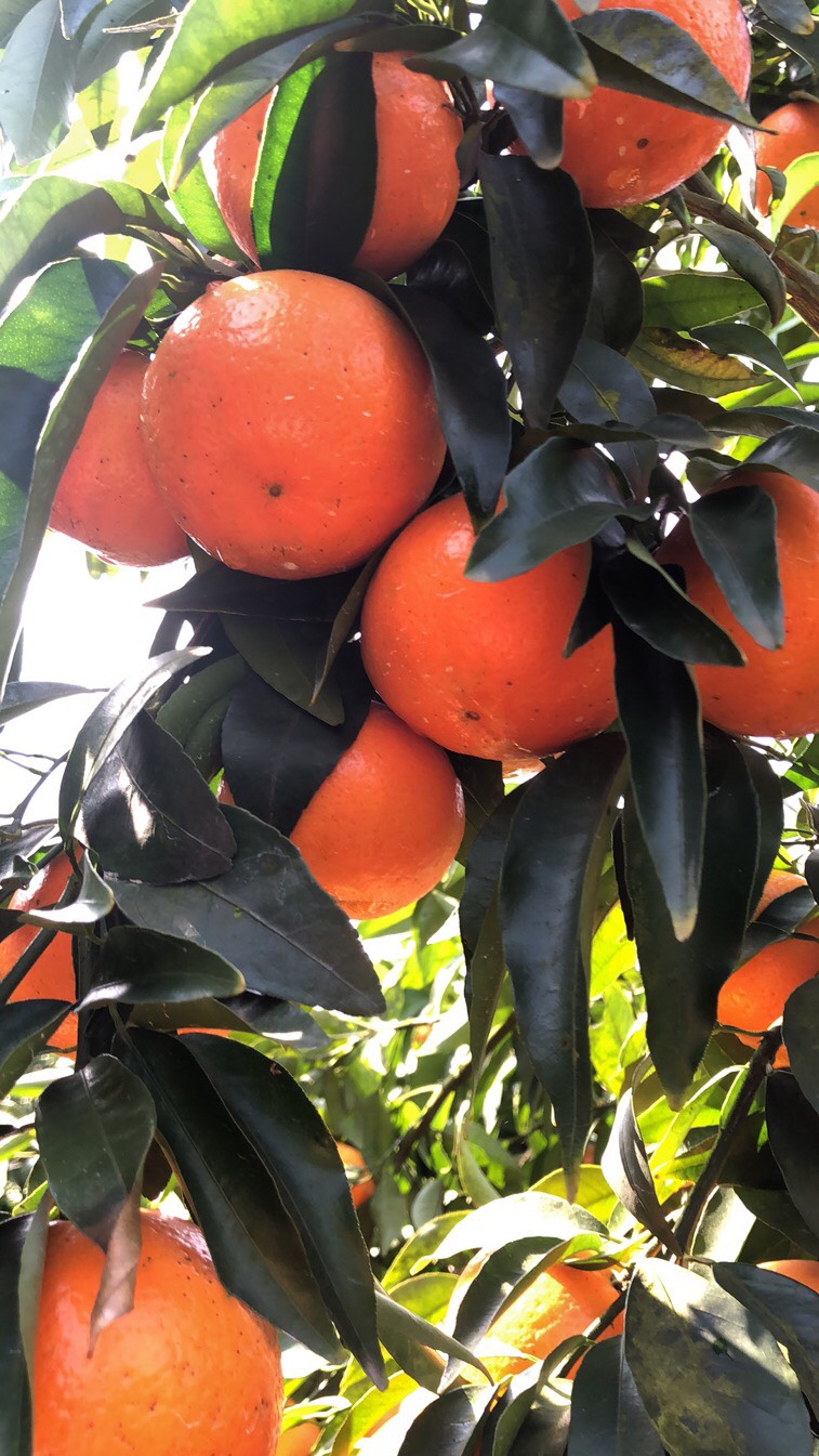 鲜果沃柑口感好水份足吃起脆