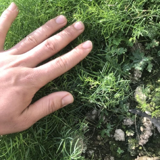 灵山县天门冬苗 中药材￼天冬苗