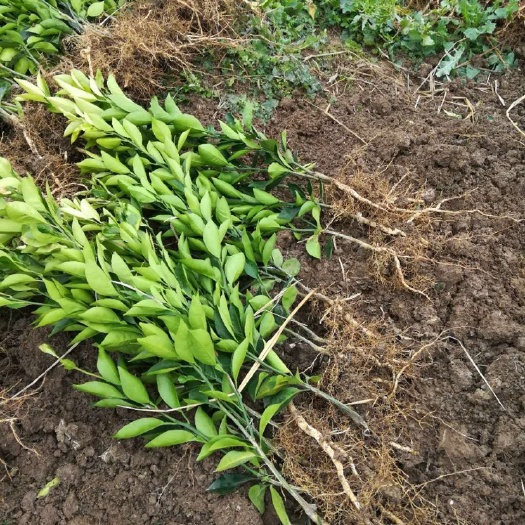 宜昌锦蜜冰糖橙苗  提供种植技术、包回收果子